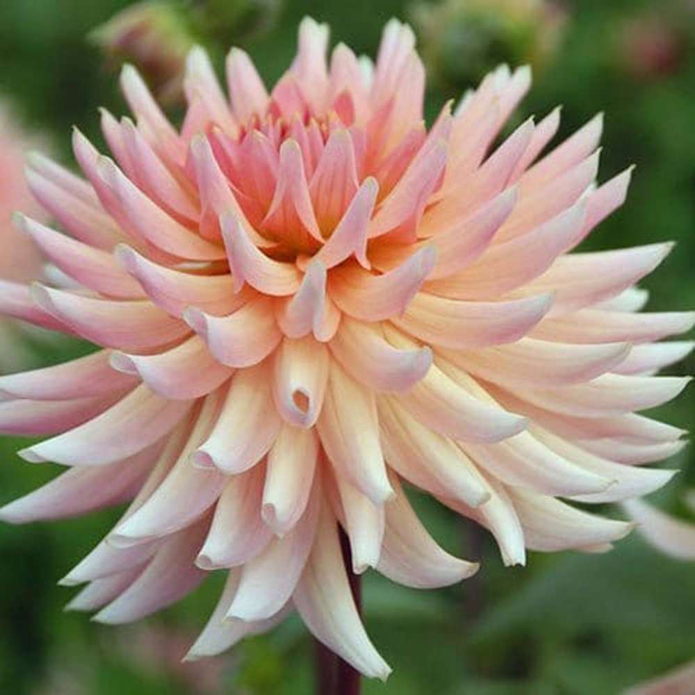 Dahlia 'Henriëtte'